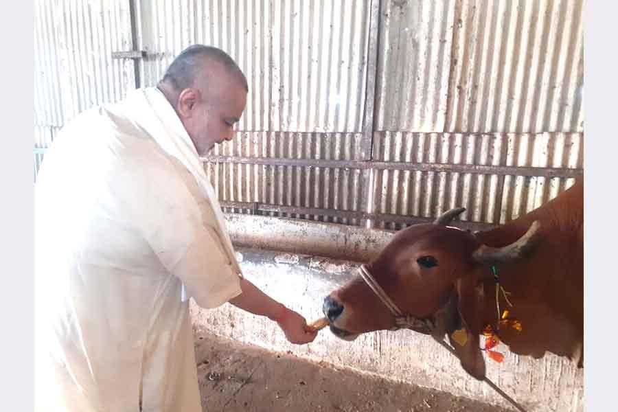 Pujya Brahmachari Girish ji is offering Puri and sweets to all Gaumata of Maharishi  Gaushana on the occassion of Gauvardhan Diwas.