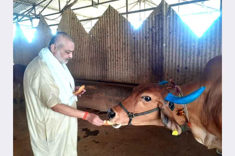 Pujya Brahmachari Girish ji is offering Puri and sweets to all Gaumata of Maharishi  Gaushana on the occassion of Gauvardhan Diwas.