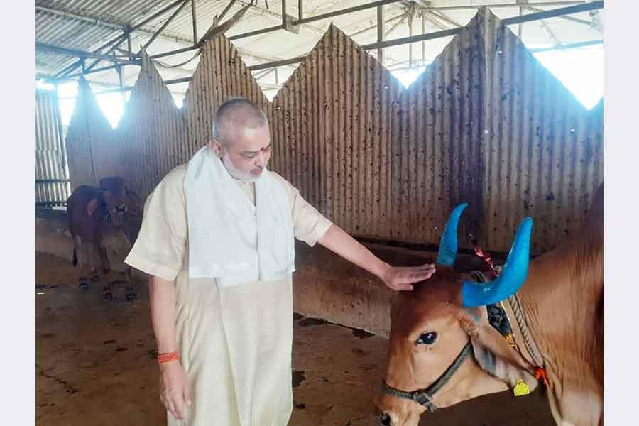 Pujya Brahmachari Girish ji is offering Puri and sweets to all Gaumata of Maharishi  Gaushana on the occassion of Gauvardhan Diwas.